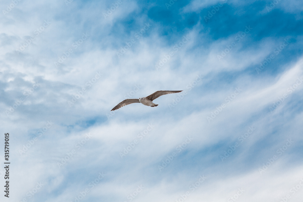 Seagull flies on background of blue sky with clouds Seagull flies on background of blue sky with clouds