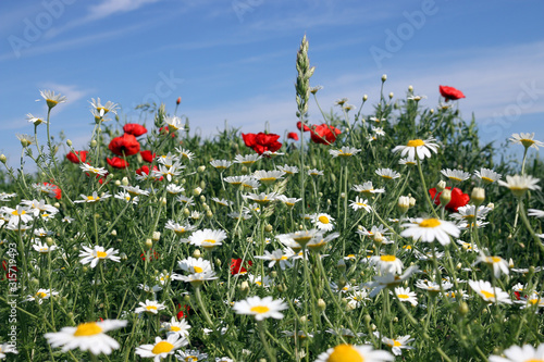 white chamomile and red poppy flowers field in spring © goce risteski