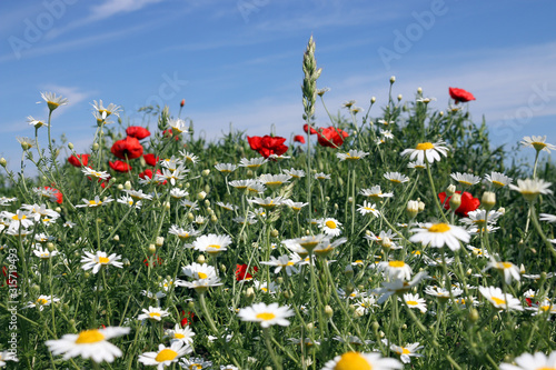 white chamomile and red poppy flowers field in spring