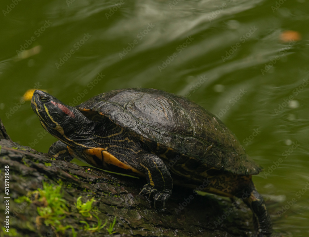 Turtle near green lake in dark autumn rainy day Turtle near green lake in dark autumn rainy day