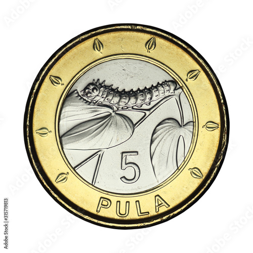 five botswana pot with insect