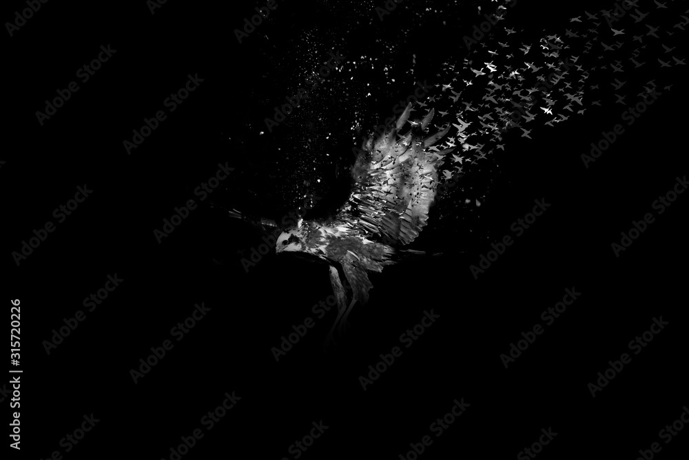Bird of prey. Art effect. Black background. 