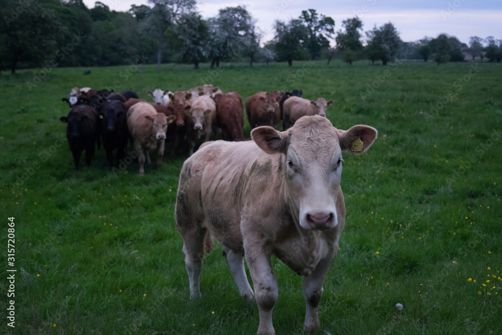 Group of brown cows in a farm field with a single cow in front Group of brown cows in a farm field with a single cow in front