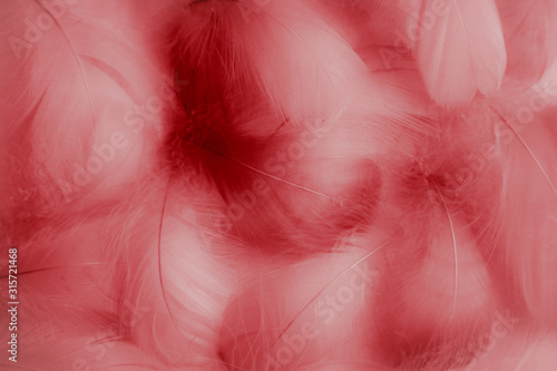 Beautiful abstract colorful red and purple feathers on white background and soft white pink feather texture on dark pattern and light red background.