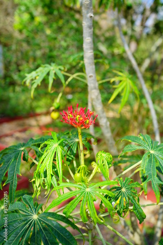 Green jatropha multifida shrub tree