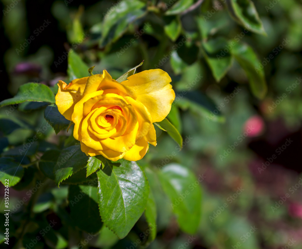 varietal yellow rose in the garden closeup in the sun with beautiful green bokeh, place for text