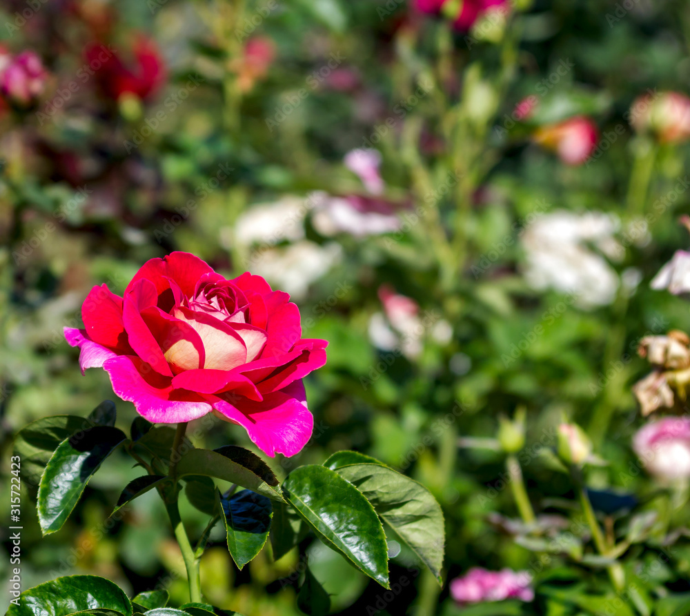 Fototapeta premium varietal red rose in the garden close-up in the sunlight with beautiful green bokeh, place for text