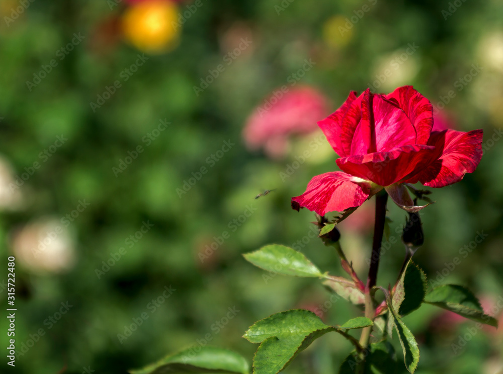 varietal red rose in the garden close-up in the sunlight with beautiful green bokeh, place for text varietal red rose in the garden close-up in the sunlight with beautiful green bokeh, place for text