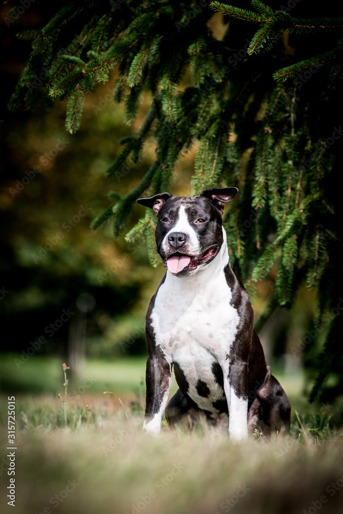 American staffordshire terrier dog posing outside.