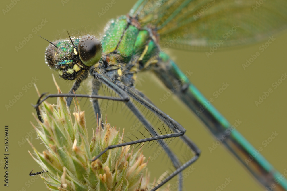 Gebänderte Prachtlibelle Calopteryx splendens Gebänderte Prachtlibelle Calopteryx splendens