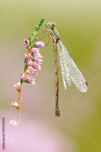 Gemeine Binsenjungfer Lestes-sponsa photo