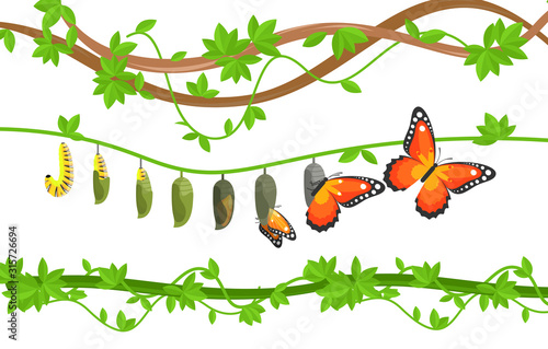 Butterfly life cycle colorful flat vector illustration