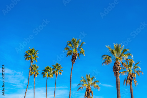 Group of tall palm trees with blues sky.