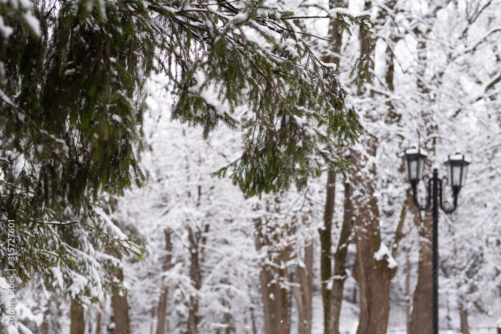Fototapeta premium Snow on a tree branch in park
