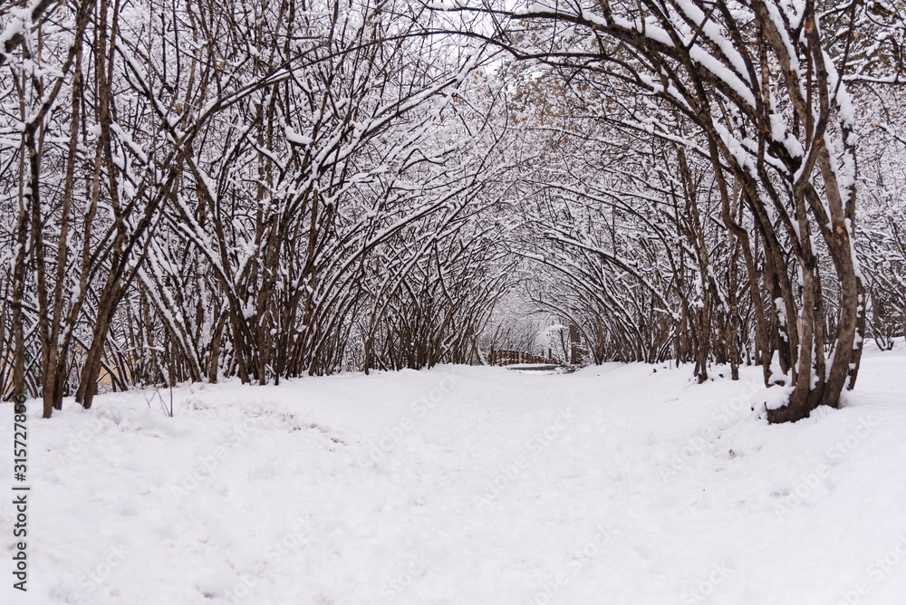 Snow on tree branches in the winter forest Snow on tree branches in the winter forest