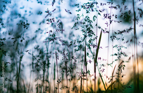 Fotografie beautiful nature background, panicle of spikelets at sunset
