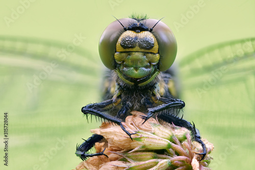 Großer Blaupfeil Orthetrum cancellatum photo