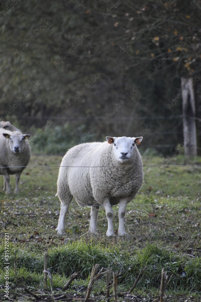 Fototapeta premium sheep in a field