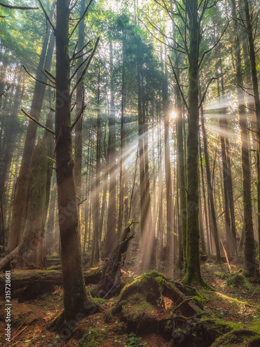 Sun peaking through the trees behind our campsite in Tofino, Vancouver Island, British Columbia, Canada