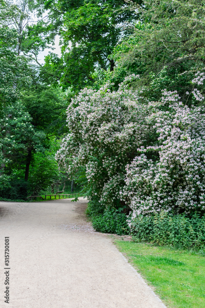 The Tiergarten, walk through the green beautiful park in central Berlin , green lawns and beautiful flowers The Tiergarten, walk through the green beautiful park in central Berlin , green lawns and beautiful flowers