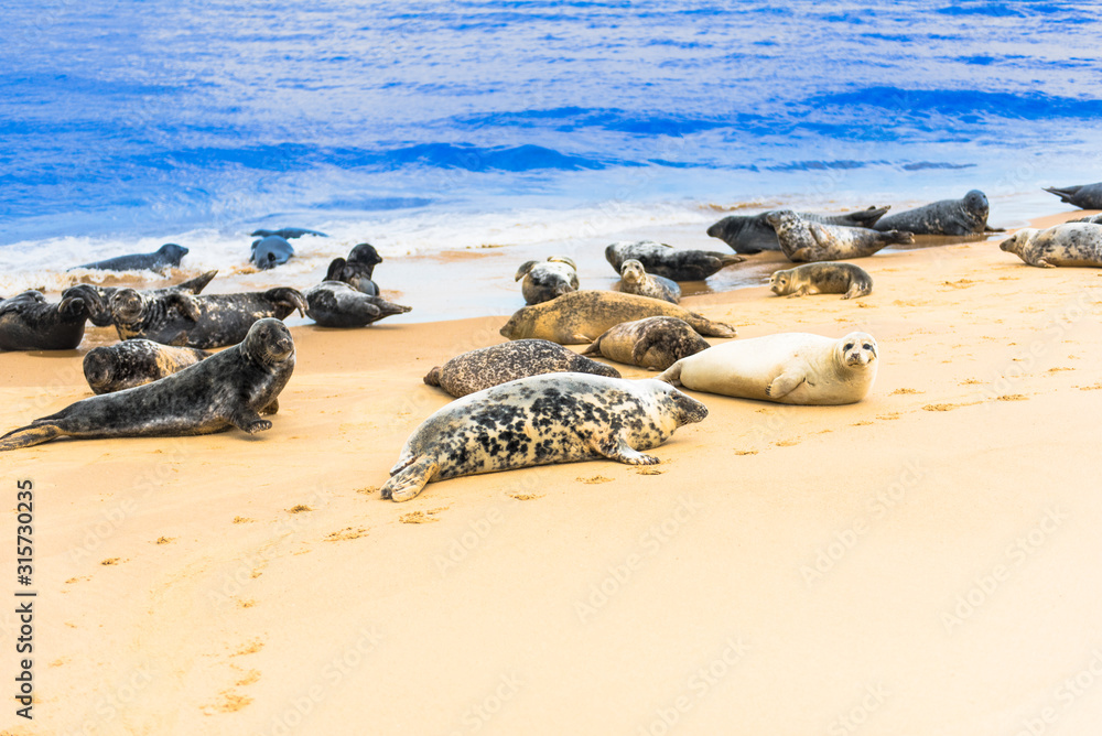 seals by the beach, horsey gap, uk