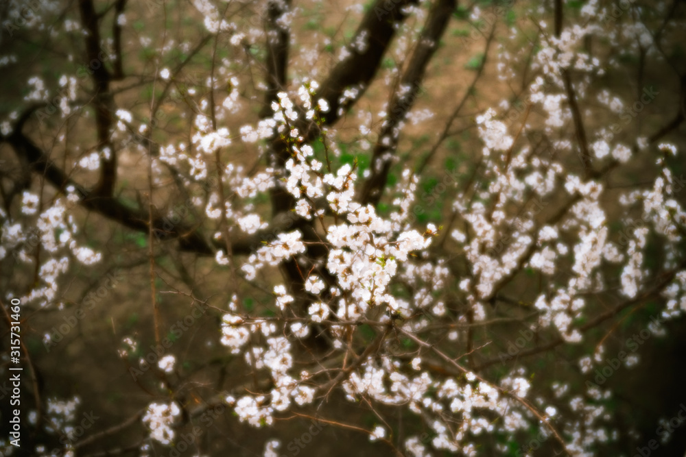 Branches of a blossoming fruit tree in soft focus. Selective focus. Branches of a blossoming fruit tree in soft focus. Selective focus.