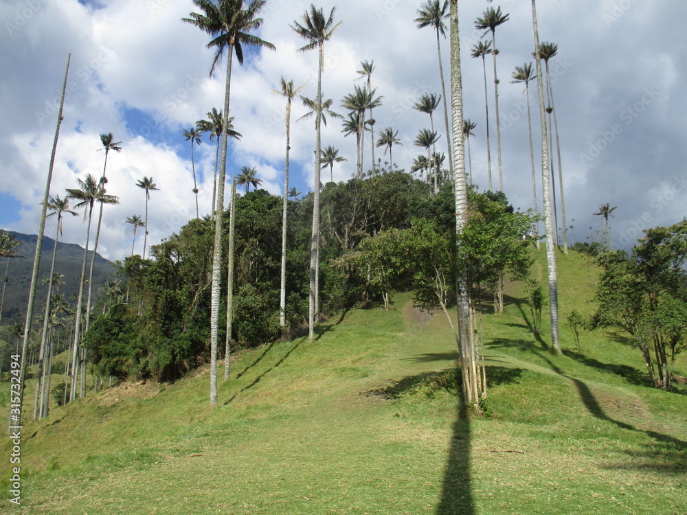Fototapeta premium valle del cocora armenia quindio