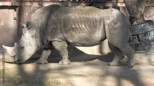 Close up of a single Northern White Rhinos or Ceratotherium simum cottoni