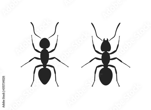 Ant silhouette. Isolated ants on white background