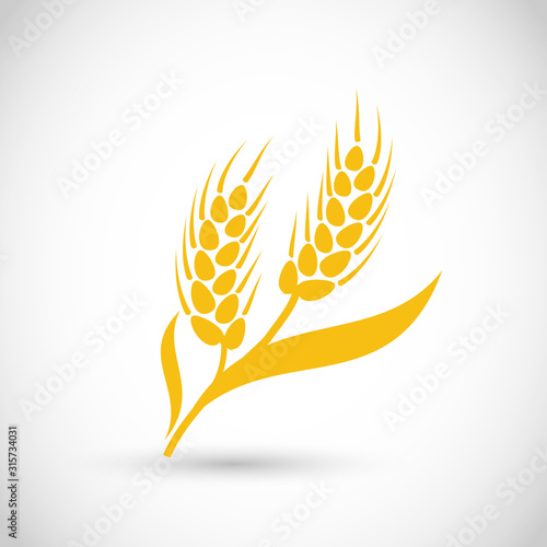 Beautiful set of golden wheat, grain vector elements