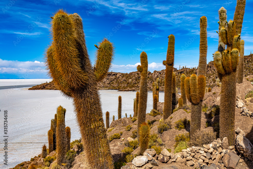 Bolivia, the southwest of the Altiplano. Salar de Uyuni, the largest salt flat in the world. Isla Incahuasi ( Bolivia, the southwest of the Altiplano. Salar de Uyuni, the largest salt flat in the world. Isla Incahuasi (