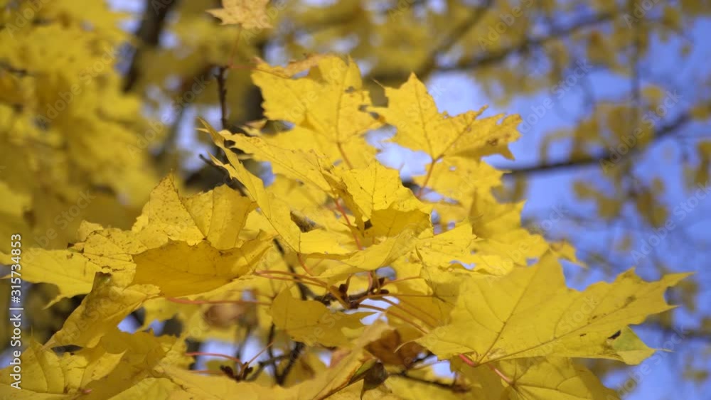 A branch of yellow maple leaves against a blue sky. Autumn in the Park. A branch of yellow maple leaves against a blue sky. Autumn in the Park.