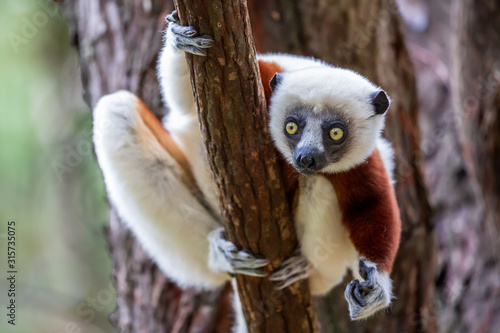 Verreaux's sifaka close up (Propithecus verreauxi), Andasibe National Park, Madagascar