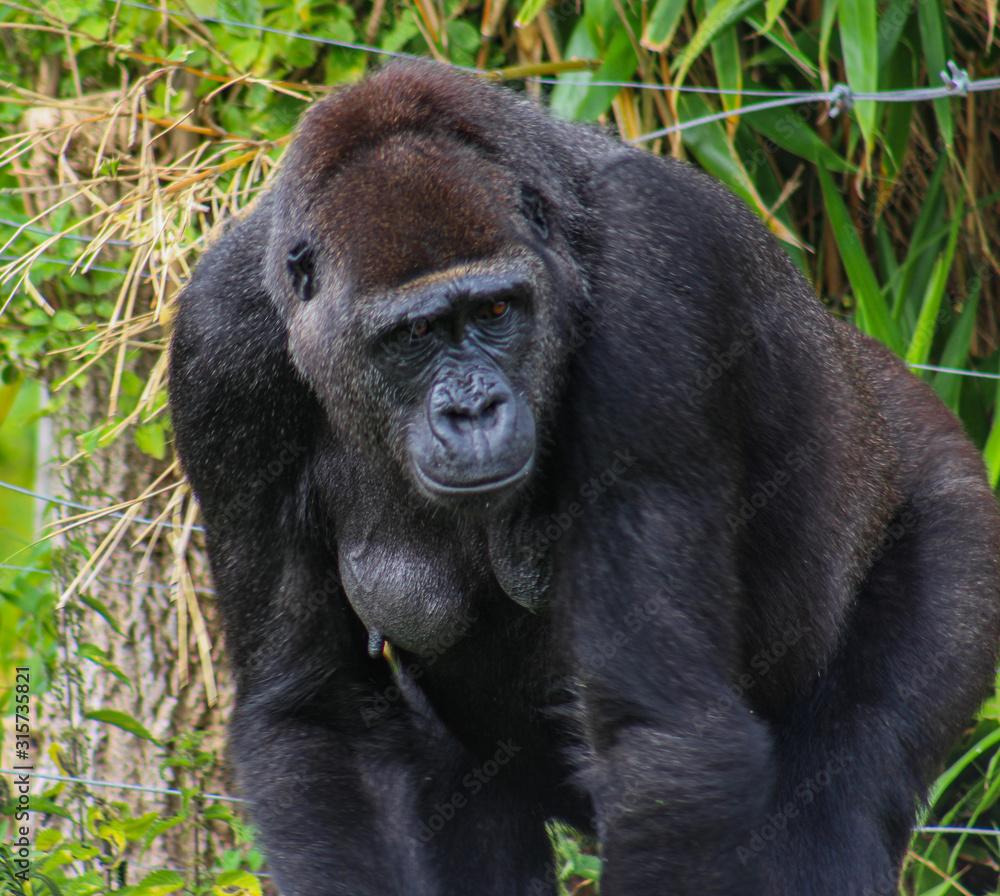 Thinking gorilla 