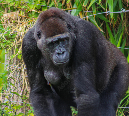 Thinking gorilla 