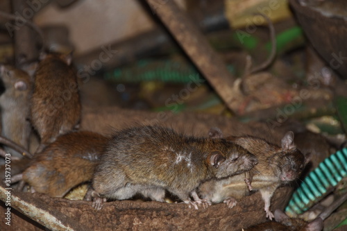 Mice express love to each other