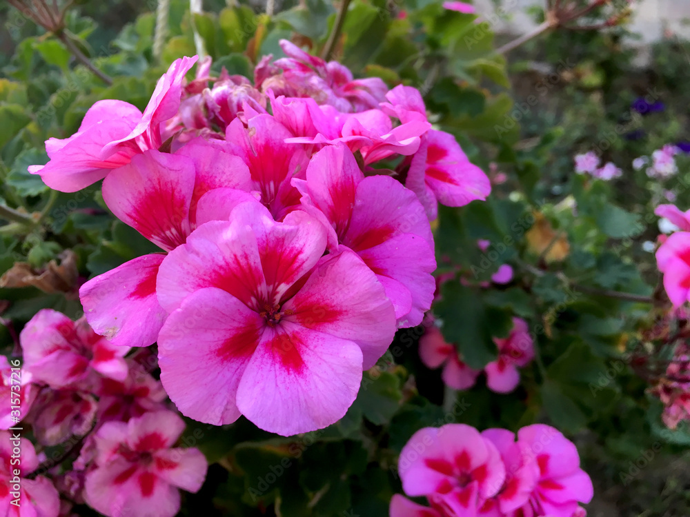 Magenta pelargoniums in bloom Magenta pelargoniums in bloom