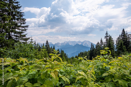 View from mountain Hochobir over forest to Kamnik–Savinja Alps photo