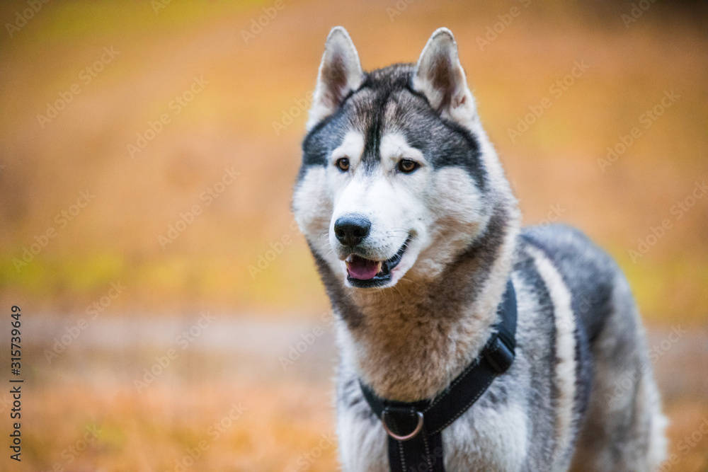 Husky dog close up muzzle portrait with smile