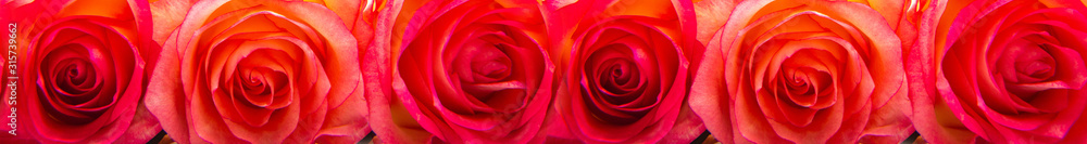 header panorama pattern beautiful red rose. front-end header panorama pattern beautiful red rose. front-end
