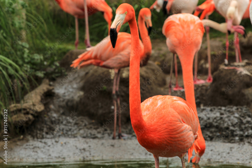 flamingo in zoo