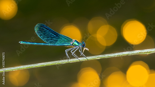 Feeding male banded demoiselle dragonfly profile on green stem. Calopteryx splendens. Odonata. Predatory damselfly eating a caught prey. Cute blue insect with closed wings. Yellow bokeh on background.