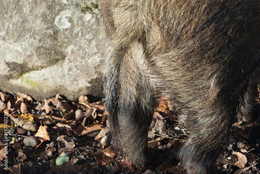 wild pig booty with tail, slim graceful pork legs wild pig booty with tail, slim graceful pork legs