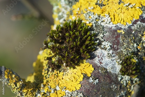 Close up green moss with yellow lichen on tree