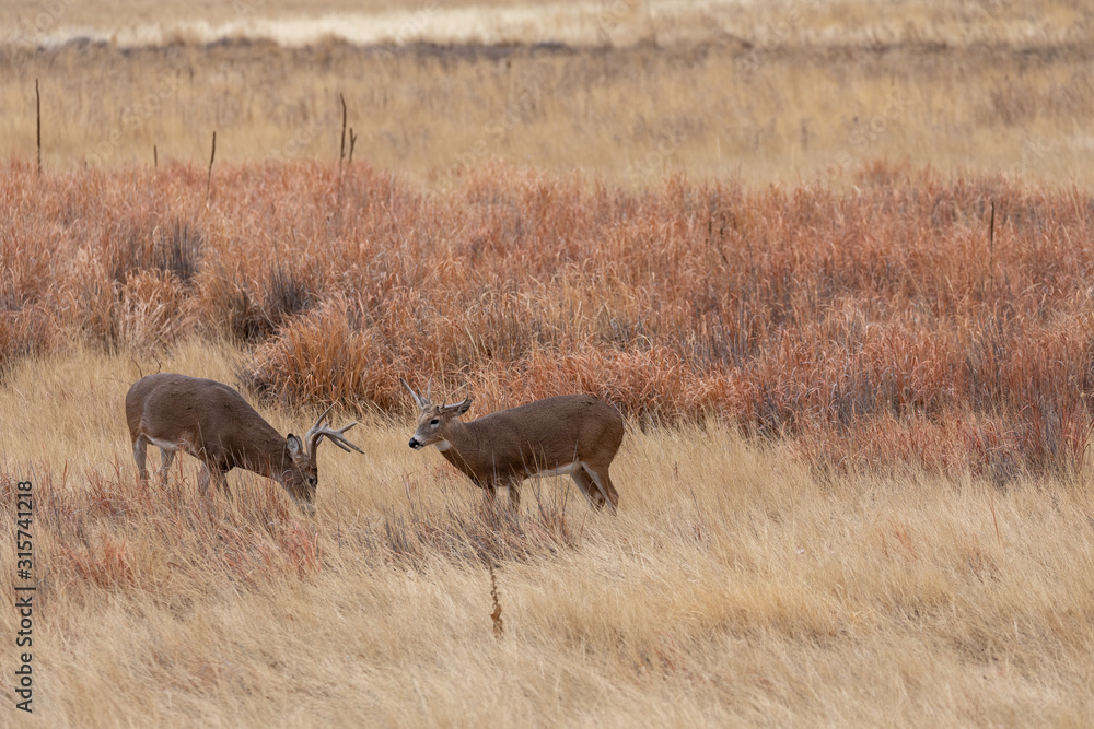 Pair of Whitetail Deer Bucks in the Fall rut
