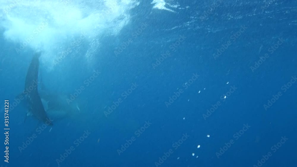 Amazing Great White Shark Swimming in Crystal Clear Water During Shark Cage Dive in Port Lincoln South Australia Amazing Great White Shark Swimming in Crystal Clear Water During Shark Cage Dive in Port Lincoln South Australia