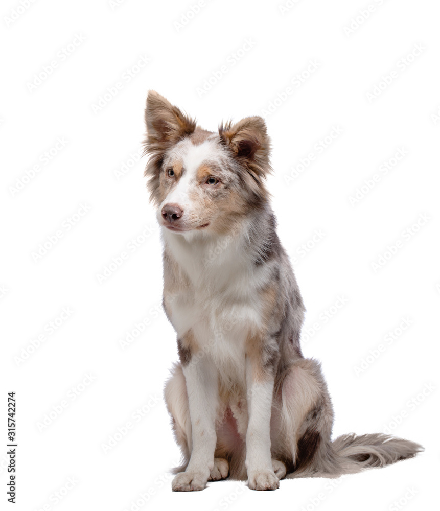 Fototapeta premium the dog is sitting. Border Collie in the studio. Animal on a white background.