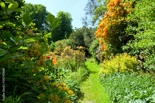 Spring garden with grass path between orange and yellow flowering  rhododendrons , in an English countryside on a sunny day .