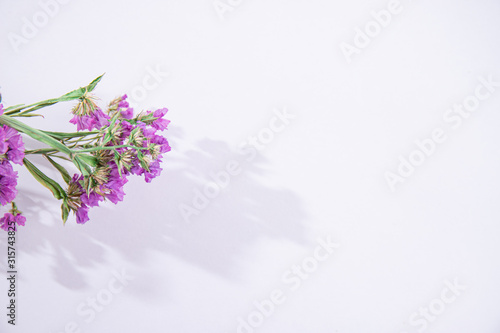 Limonium for postcards on a white background. Lilac flower. Dried flowers