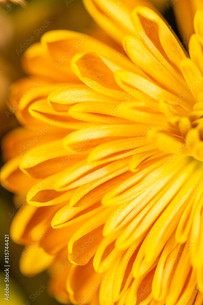Abstract close-up of a yellow chrysanthemum flower. Macro Golden Daisy background. Abstract close-up of a yellow chrysanthemum flower. Macro Golden Daisy background.